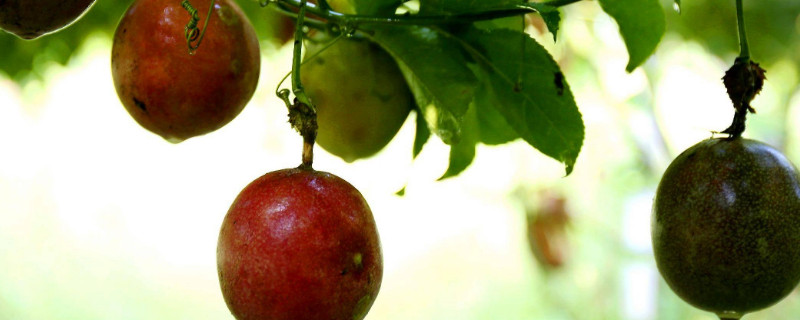 鸡蛋果和百香果的区别（鸡蛋果和百香果的区别在哪里）