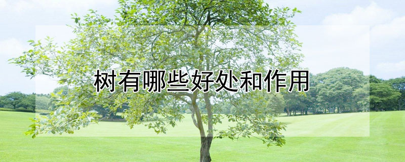 树有哪些好处和作用（树有哪些好处和作用图片）