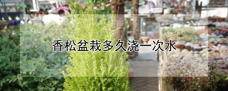 香松盆栽多久浇一次水（香松多长时间浇一次水）
