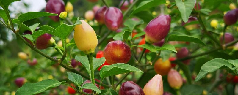 五彩椒盆栽怎么修剪 五彩椒盆栽怎么修剪枝条