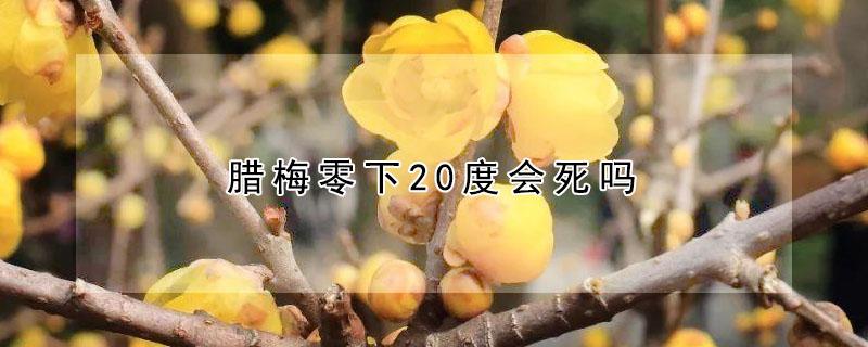 腊梅零下20度会死吗（腊梅花零下多少度冻死）