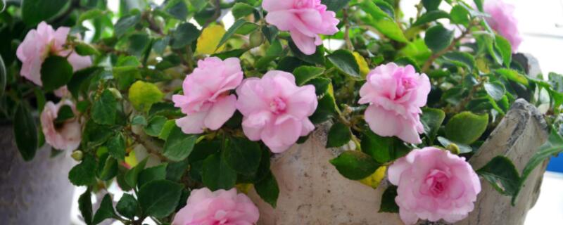 小木槿烂叶什么原因（小木槿叶片蔫了是什么原因）