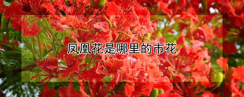 凤凰花是哪里的市花（金凤花是哪里的市花）