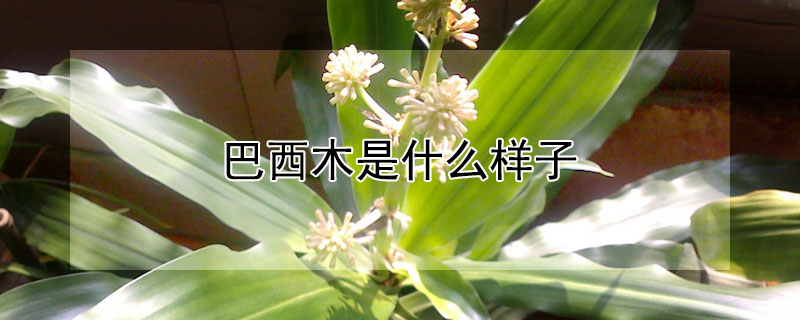 巴西木是什么样子 巴西木是啥样的