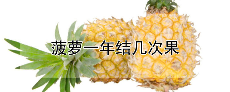 菠萝一年结几次果 木菠萝一年结几次果