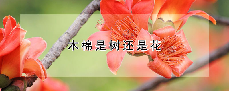 木棉是树还是花（木棉是树还是花名）