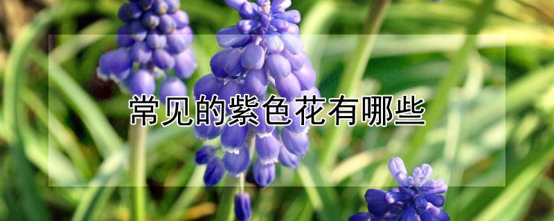 常见的紫色花有哪些 常见的紫色的花有哪些