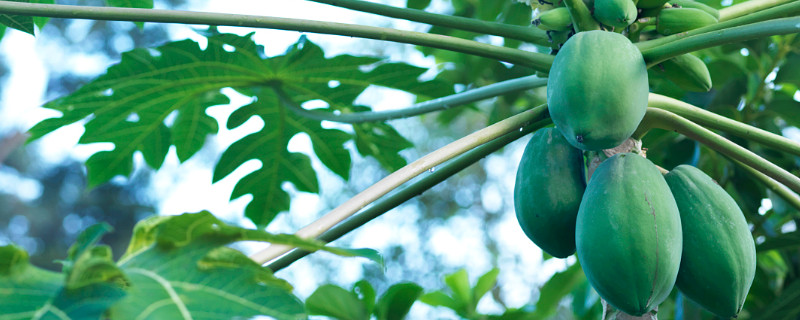 木瓜树黄叶怎么治（木瓜树叶子发黄枯萎怎么治）