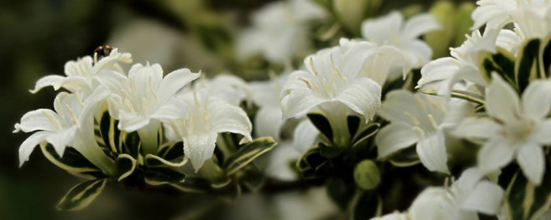 六月雪和满天星区别（六月雪和满天星区别在哪）