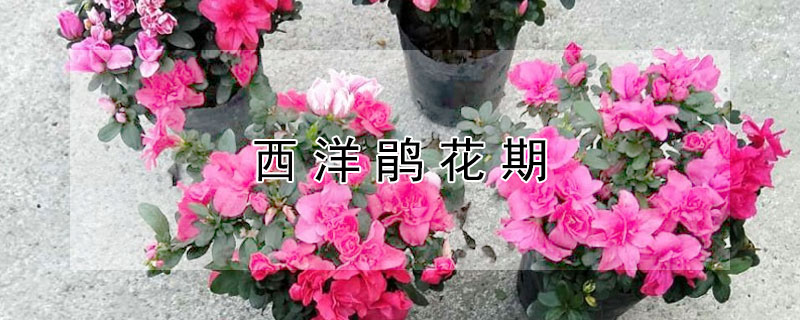 西洋鹃花期（西洋鹃花期多久）