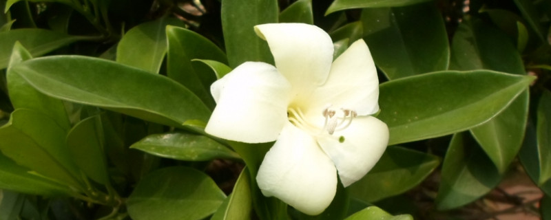 非洲灰莉烂根怎么处理 非洲茉莉烂根如何挽救