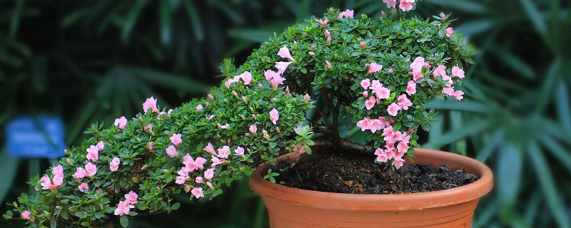 外出家里的花怎么办 外出家里的花怎么办视频