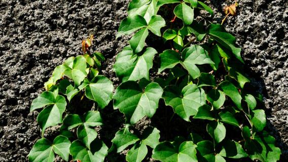 爬山虎是什么 爬山虎是什么季节生长的