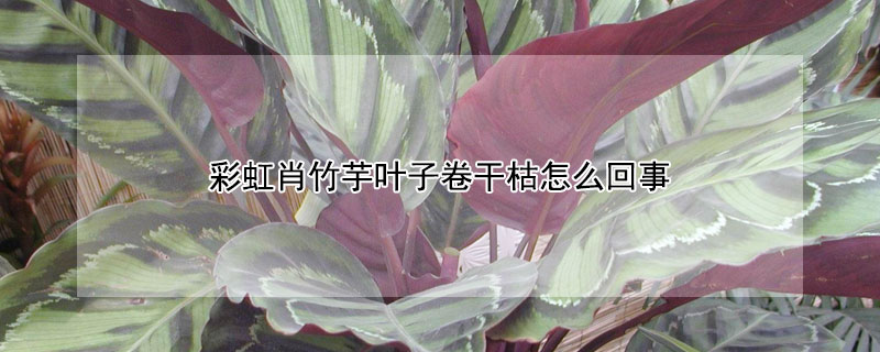 彩虹肖竹芋叶子卷干枯怎么回事 彩虹竹芋叶子卷了怎么回事