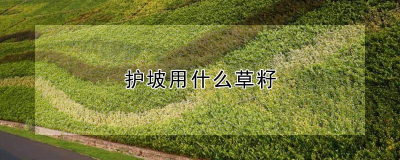 护坡用什么草籽 护坡用什么草籽种子最好