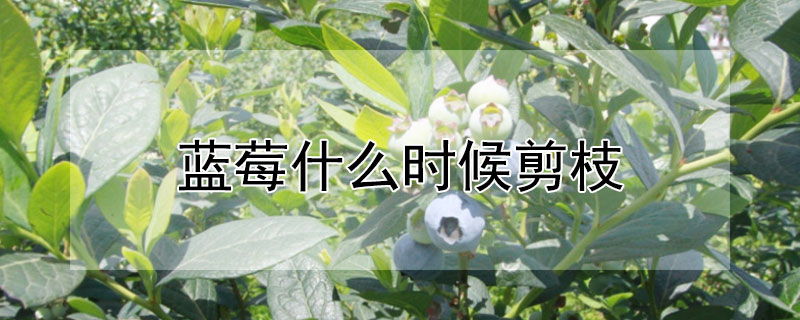 蓝莓什么时候剪枝 蓝莓什么时候剪枝视频