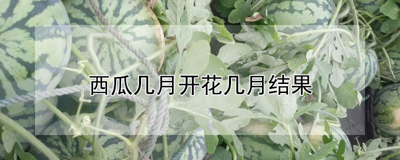 西瓜几月开花几月结果（西瓜几月开花几月结果呢）