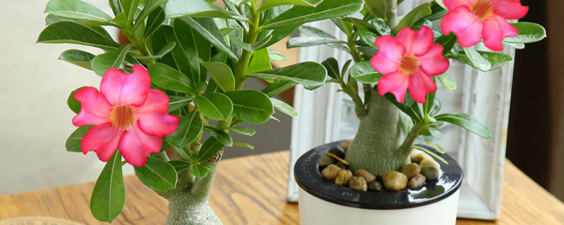 冬天盆栽怎么保暖 冬天怎么给盆栽保温