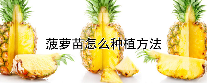 菠萝苗怎么种植方法（菠萝苗怎么种植方法图解）