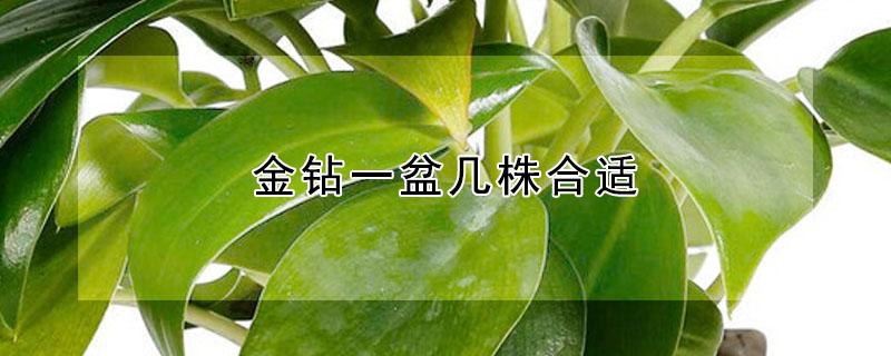 金钻一盆几株合适（金钻一盆栽几颗合适）