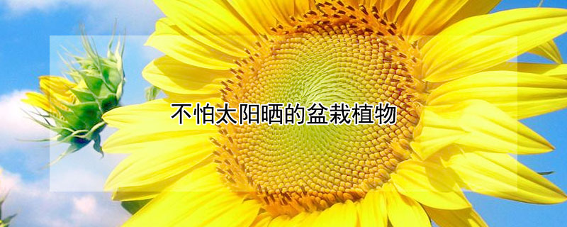 不怕太阳晒的盆栽植物 不怕太阳晒的盆栽植物是什么