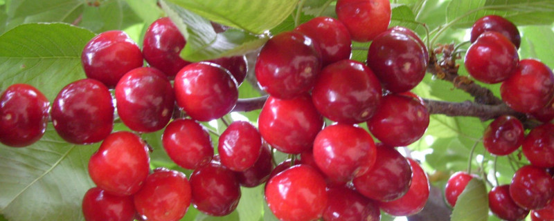 姬樱桃怎么养 观赏樱桃怎么养