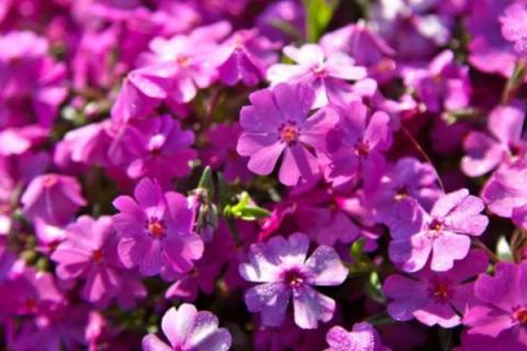 芝樱是多年生的吗