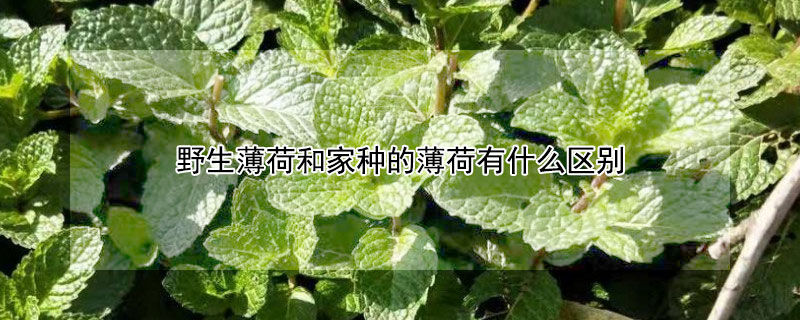 野生薄荷和家种的薄荷有什么区别（野生薄荷和家种的薄荷有什么区别呢）