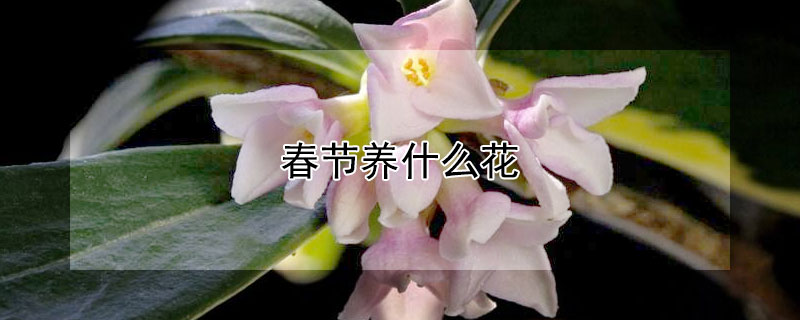 春节养什么花 春节养什么花好