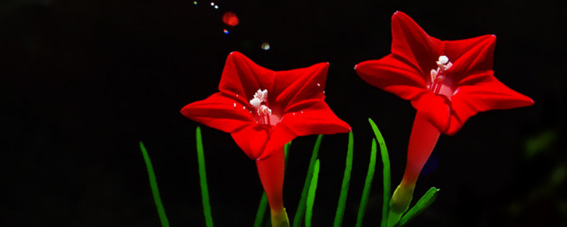 莺萝怎么不开花（莺萝花怎么养）