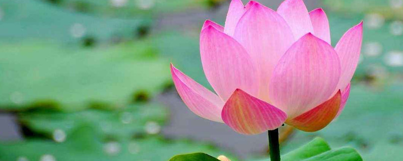 什么花在夏天开（什么花在秋天开放）