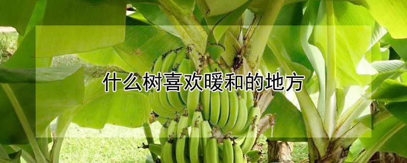 什么树喜欢暖和的地方 什么树喜欢暖和的地方盆栽