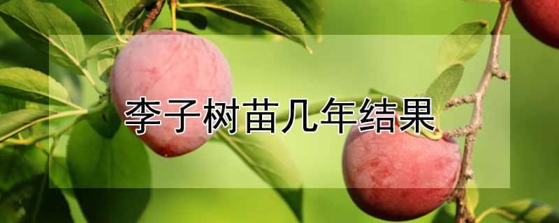 李子树苗几年结果（李子树苗要种几年才可以结果）