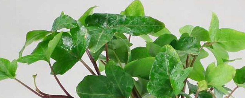 种花营养液怎么使用（种花营养液怎么使用的）