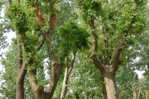 北方既耐寒又名贵树种