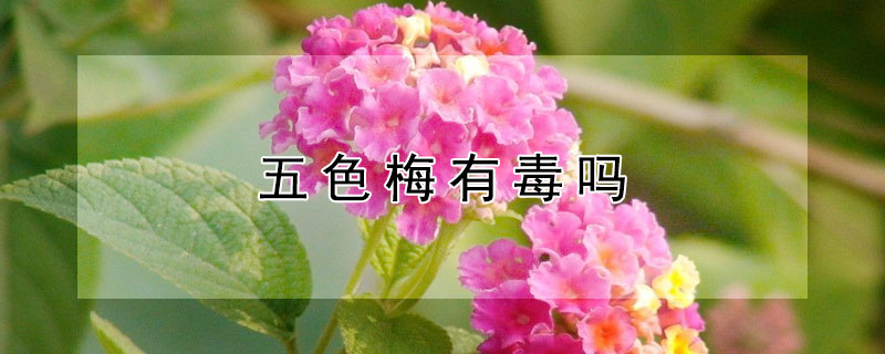 五色梅有毒吗（五色梅有毒吗 适合室内养吗）