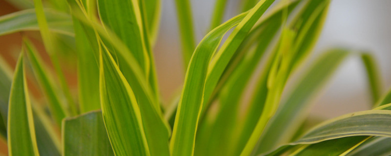 客厅放什么绿植比较好 客厅放什么绿植比较好看