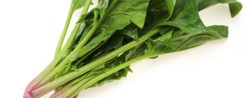 11～12月适合种什么菜（11月种什么菜长得最快）