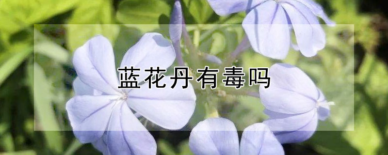 蓝花丹有毒吗 蓝花丹有毒部分是哪里