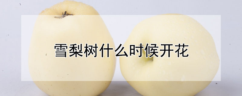 雪梨树什么时候开花（雪梨什么时候开花结果）