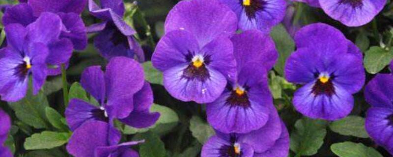 角堇有毒吗（角堇猫咪有毒吗）