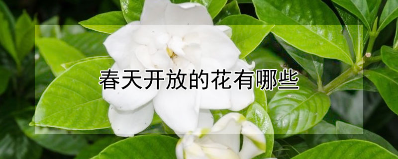 春天开放的花有哪些（春天开放的花有哪些三年级）