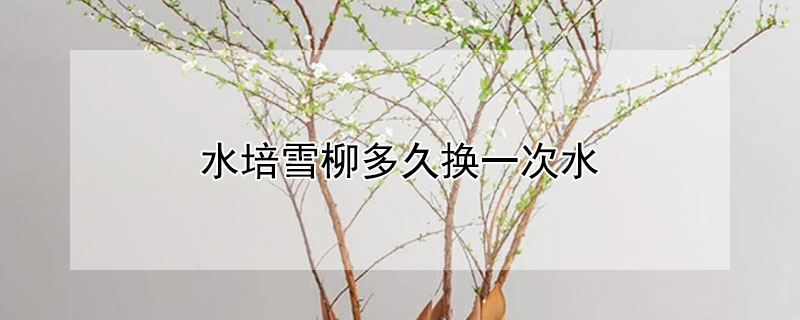 水培雪柳多久换一次水（养雪柳多久换一次水）