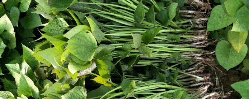 红薯绿植怎样培育 红薯如何盆栽种植