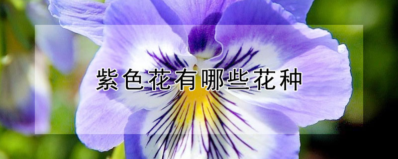 紫色花有哪些花种（紫色花有哪些花种图片）