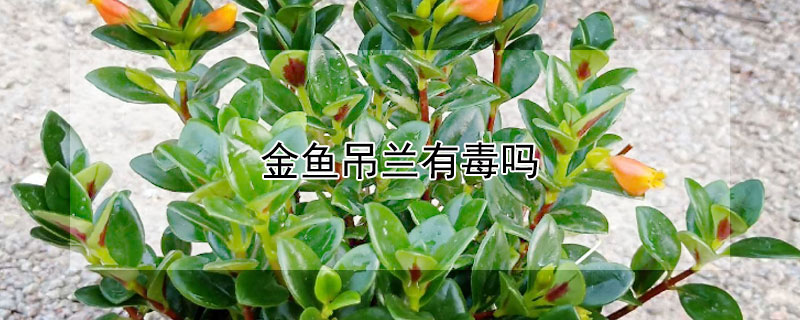 金鱼吊兰有毒吗（金鱼吊兰有毒吗,能吃吗）