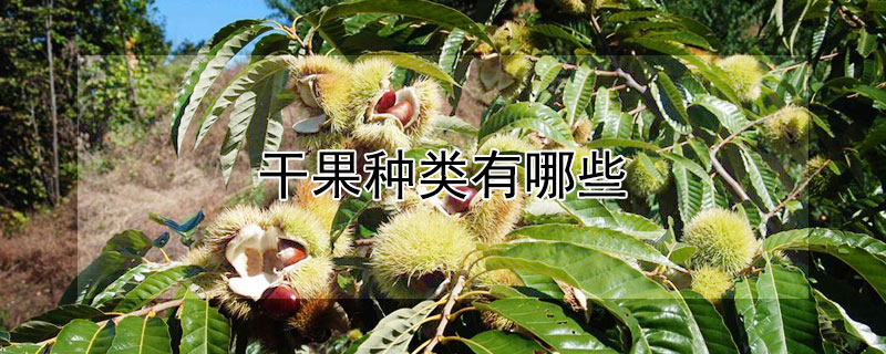 干果种类有哪些（干果种类有哪些种类）
