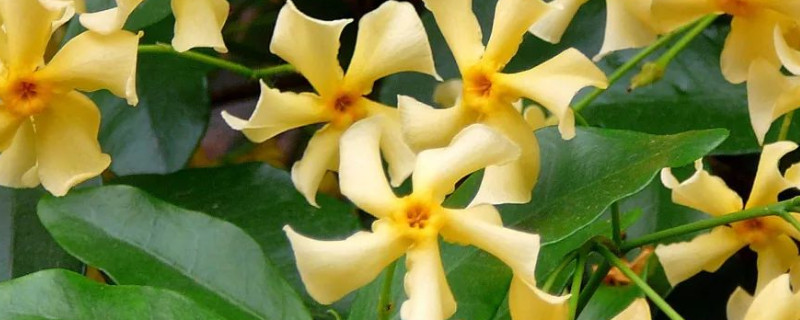 风车茉莉银丝茉莉区别 银丝茉莉好还是风车茉莉好