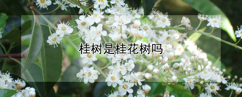 桂树是桂花树吗（桂树是桂花树吗四大镇宅之树）