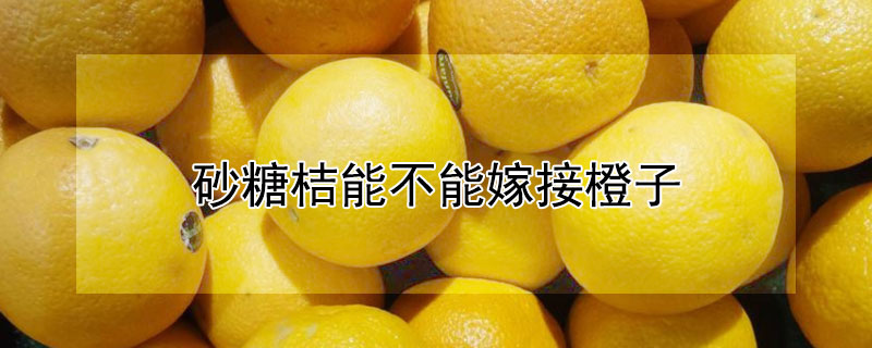 砂糖桔能不能嫁接橙子 沙糖桔可以嫁接橙子吗